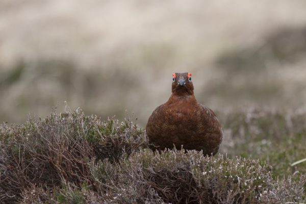 bird-1203480_1280 bird-1203480_1280